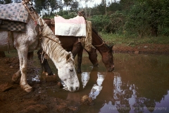 Äthiopien 2002: Metu - Ausflug zu den Wasserfällen