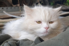 Franz_Pfuisi_Cat_Photo_Photography_2